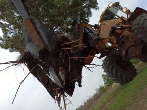 Услуги по пересадке деревьев